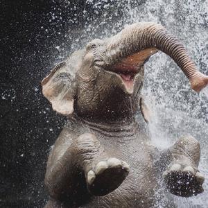 Elephant memory