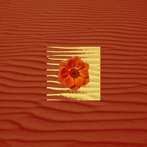 Flowers Don't Bloom On Clouds