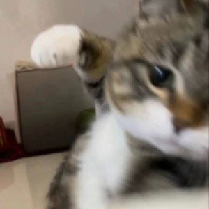 アツくてさむい