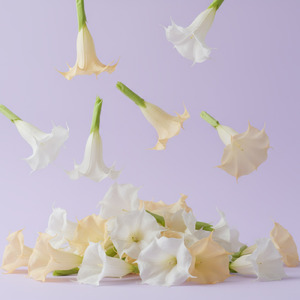 ブルグマンシア (feat. 初音ミク)