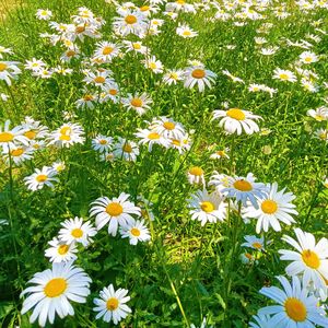 夕阳大道（纯音乐）