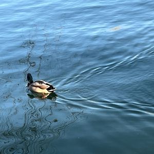 万物都有离去的安排