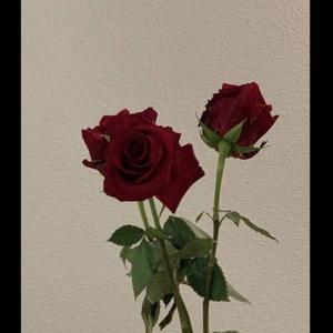 沉默的羔羊（Cover：于冬然）（翻自 于冬然）