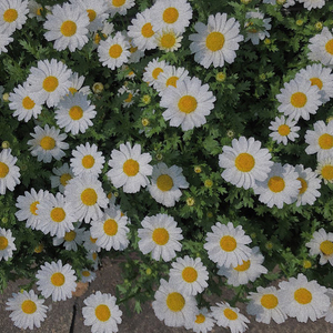 i made this in a rainy day, and of course, without you ( 1 5 1 1 )