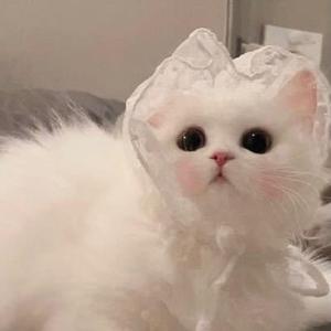 A Dream Is A Wish Your Heart Makes