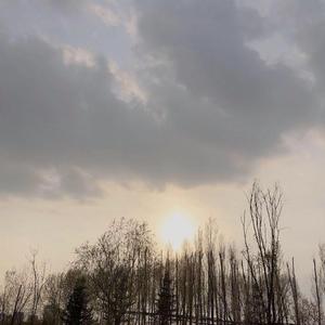 盛夏的果实 弹唱版 (cover 莫文蔚)