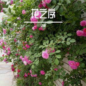 花之序