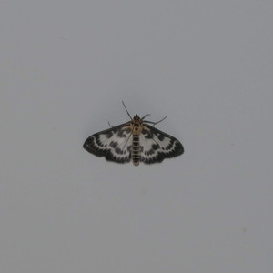 arithmomania