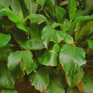 MyOnly (feat. GYPTXVN)