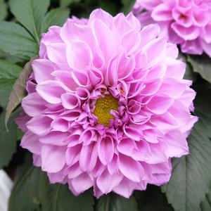 letter song 致十年后的我（翻自 初音）