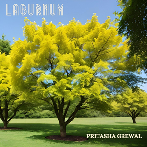 Laburnum