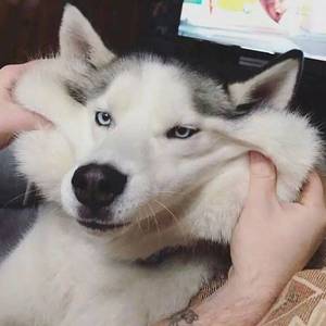 玛卡瑞纳（翻自 海龟先生）