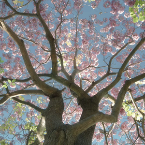 舞い落ちる花びら（Fallin' Flower）