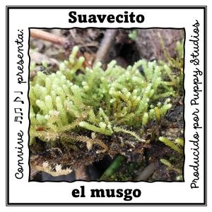 Suavecito el musgo