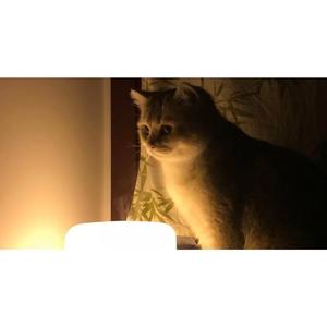 平凡的一天（翻自 王老兜）