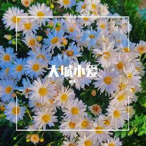 大城小爱
