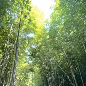 李子树下的悠乐时光