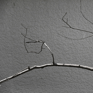 赛马 (纯音乐箫独奏)