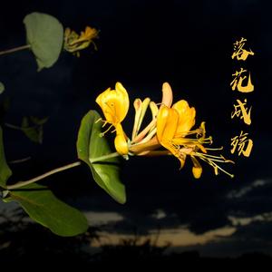 青花瓷韵 (琵琶)