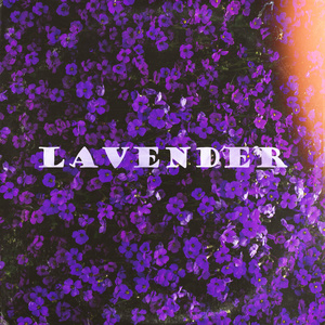 Lavender