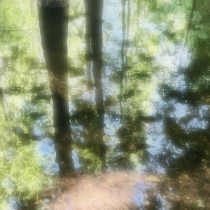 "树林是小鸟的乐园"