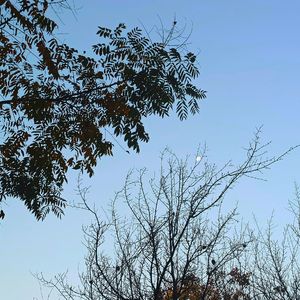 踊り子 (纯音版)