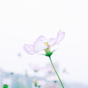 瑜伽放松自然音乐