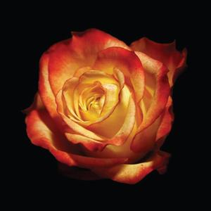 phool ki tarah