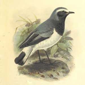 Early Bird