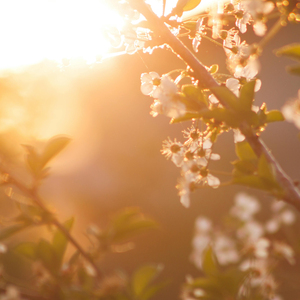 봄이 다가오는 소리