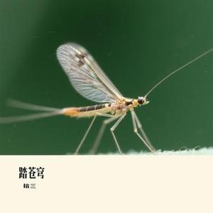 踏苍穹(Cover 刘宇宁)