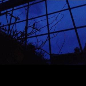 今夜的白月光，杀死了最后一只流泪的野白鸽