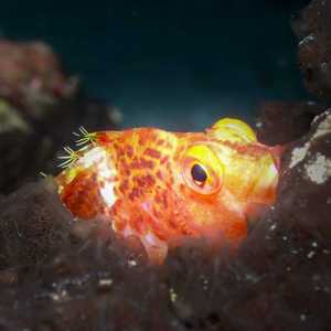 社会人员用老虎发伊莱克翠西地