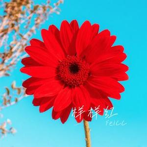 样样红 (Cover 黄安)