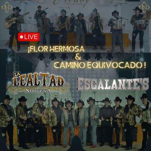 Flor Hermosa - Camino Equivocado (feat. Los Escalantes De Zacatecas) (Live Session)