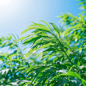 さわやかな風 (Live)