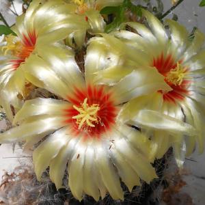 当爱已成往事  耘中树