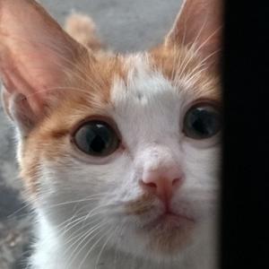 重庆森林 remix）