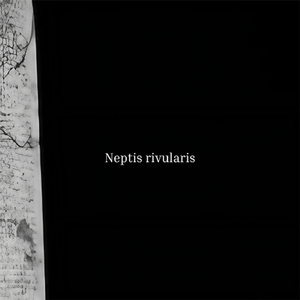 Neptis rivularis