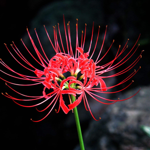 曼珠沙华（cover伍珂玥）