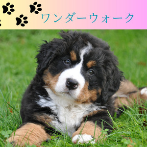 ワンダーウォーク