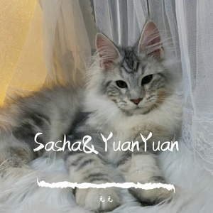 爱的回归线-钢琴