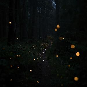 Fireflies
