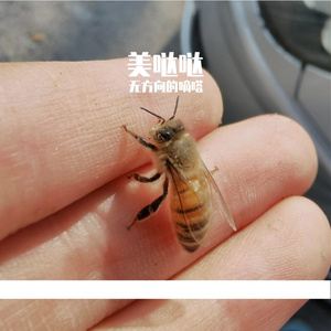 最美的歌送给最幸福的你