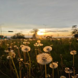 蒲公英时差-Fujicory-AI