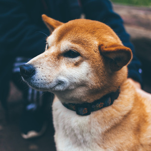 椿（Cover 沈以诚）