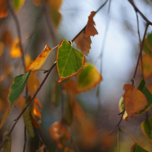 ペィチカ - 高音質ハーモニカ＆ピアノ