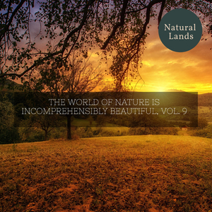 Mystical Insects in the Backyard