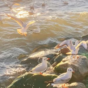 阿拉斯加海湾 蓝心羽