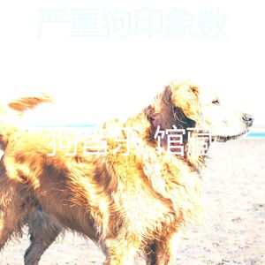 抚慰的小狗回忆